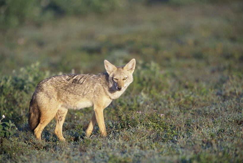 无人,走,横图,室外,白天,侧面,草地,草原,美景,植物,狼,野生动物,朦胧,模糊,景观,旷野,扭头,注视,草,一只,绿色,自然,动物,观察,看,转头,景色,观看,察看,关注,自然风光,原野,凶猛,胡狼,金豺,普通金豺,亚洲豺,亚洲胡狼,残暴,凶残,灰狼,步行,散步,走路,彩图,全身,犬科动物