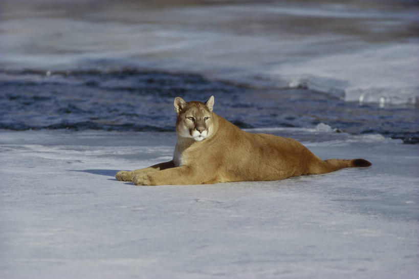 无人,横图,室外,白天,侧面,冰山,河流,美景,山,水,哺乳动物,野生动物,狮子,朦胧,模糊,冰,河水,景观,山峰,水流,山峦,扭头,注视,冰川,一只,自然,动物,观察,看,趴着,转头,景色,寒冷,观看,察看,冰冷,关注,自然风光,冰河,凶猛,美洲狮,严寒,冰凉,酷寒,凛冽,凛凛,极冷,山狮,残暴,凶残,趴,彩图,全身