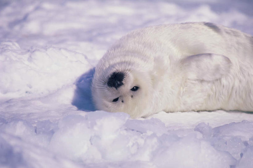 无人,躺,横图,俯视,室外,白天,美景,雪,大雪,哺乳动物,海豹,野生动物,朦胧,模糊,积雪,景观,雪景,冬季,冬天,注视,一只,自然,动物,观察,看,景色,寒冷,可爱,活泼,观看,察看,关注,自然风光,格陵兰海豹,严寒,竖琴海豹,卧着,躺着,卧,半身,彩图,高角度拍摄