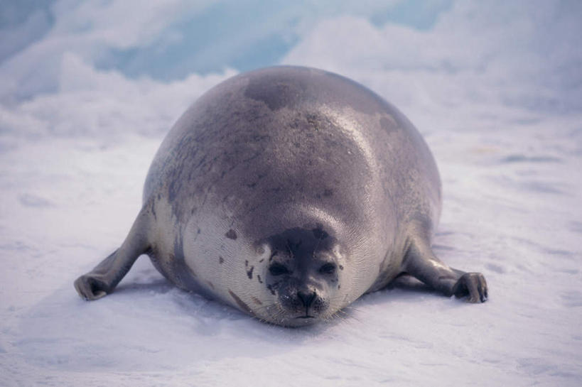 无人,横图,俯视,室外,白天,美景,雪,大雪,哺乳动物,海豹,野生动物,朦胧,模糊,积雪,景观,雪景,冬季,冬天,注视,一只,自然,动物,观察,看,趴着,景色,寒冷,可爱,活泼,观看,察看,关注,自然风光,格陵兰海豹,严寒,竖琴海豹,趴,彩图,高角度拍摄,全身