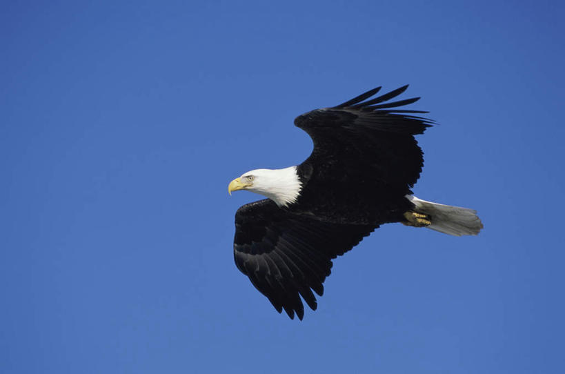 无人,横图,室外,白天,仰视,美景,鸟,野生动物,飞翔,伸展,张开,展翅,阴影,飞行,光线,翅膀,鸟类,影子,景观,翱翔,注视,飞,一只,蓝色,蓝天,天空,阳光,自然,动物,天,观察,看,景色,晴朗,观看,察看,关注,自然风光,白头鹰,凶猛,张开翅膀,万里无云,海雕,白头海雕,美洲雕,展开翅膀,残暴,凶残,晴空,晴空万里,彩图,低角度拍摄,全身