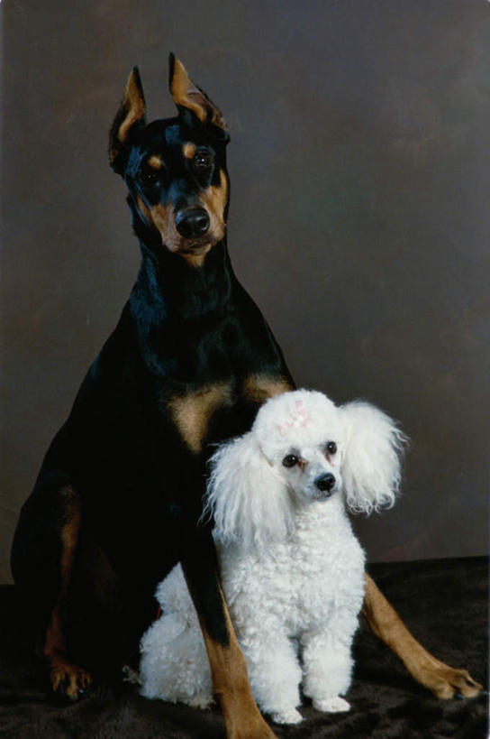 无人,坐,竖图,室内,白天,正面,宠物,狗,灰色背景,注视,贵宾犬,动物,观察,看,两只,可爱,摄影,影棚,观看,察看,关注,贵妇犬,杜宾犬,忠诚,玩具贵宾犬,笃宾狗,笃宾犬,杜宾狗,犬,坐着,彩图,全身,影棚拍摄,拍摄