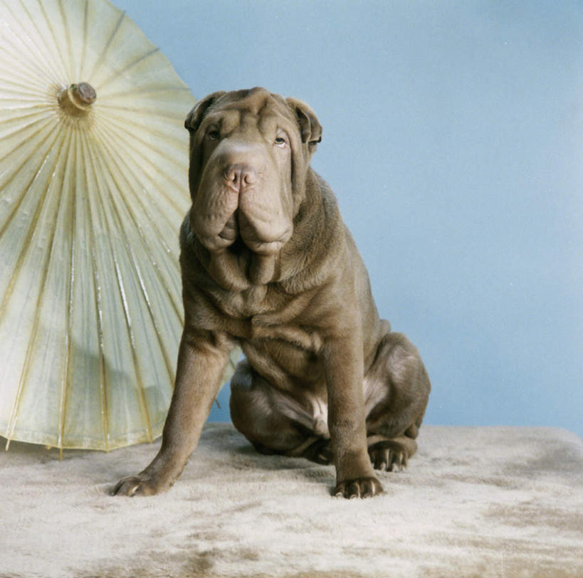 无人,坐,横图,室内,白天,正面,幸福,宠物,狗,一把,阴影,蓝色背景,反射,伞,影子,雨伞,纸伞,古典,沙皮狗,油纸伞,注视,文化,阳伞,一只,动物,观察,看,可爱,摄影,影棚,观看,纪念,吉祥,察看,关注,古朴,忠诚,沙皮,沙皮犬,平安,犬,坐着,彩图,全身,影棚拍摄,拍摄