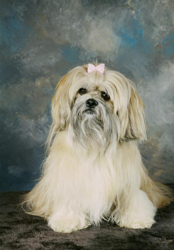 无人,坐,竖图,室内,白天,正面,宠物,狗,阴影,反射,影子,注视,狮子狗,一只,动物,观察,看,可爱,摄影,影棚,观看,察看,关注,西施犬,忠诚,赛珠犬,狮子犬,西施狗,犬,坐着,彩图,全身,影棚拍摄,拍摄