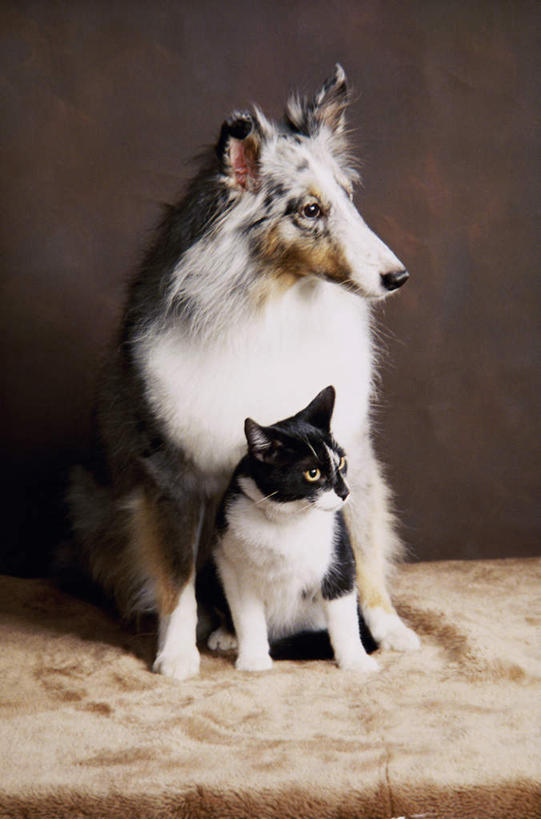 无人,坐,竖图,室内,白天,正面,桌面,桌子,宠物,狗,猫,纺织品,阴影,装饰,反射,木制,毛毯,毯子,影子,扭头,注视,纺织,动物,木制品,垫子,观察,看,转头,两只,温暖,可爱,摄影,影棚,牧羊犬,观看,华丽,修饰,点缀,察看,关注,猫咪,边境牧羊犬,忠诚,衬托,美观,雅致,雅观,边境柯利牧羊犬,博德牧羊犬,犬,坐着,彩图,全身,影棚拍摄,拍摄