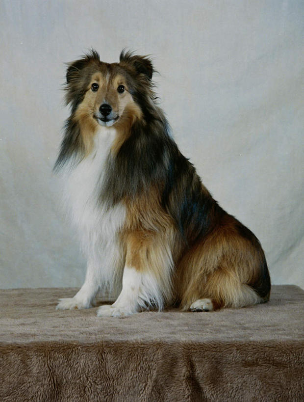 无人,坐,竖图,室内,白天,侧面,桌面,桌子,宠物,狗,阴影,灰色背景,反射,木制,布料,影子,布纹,扭头,注视,桌布,一只,动物,餐巾,木制品,台布,观察,看,转头,可爱,摄影,影棚,牧羊犬,观看,察看,关注,喜乐蒂牧羊犬,忠诚,喜乐蒂,喜乐蒂犬,设得兰群岛牧羊犬,谢德兰牧羊犬,犬,坐着,彩图,全身,影棚拍摄,拍摄