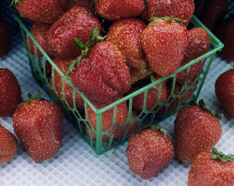 无人,横图,俯视,室内,特写,白天,桌面,桌子,草莓,浆果,水果,一堆,许多,阴影,堆叠,堆积,黑色背景,新鲜,反射,木制,篮子,影子,生食,食品,果实,购物篮,食物,一个,红色,木制品,摄影,有机食品,绿色食品,影棚,单个,堆,便利,存放,载具,快捷,方便,寄存,寄放,暂存,购物提篮,购物筐,洋莓,水果皇后,红莓,地莓,彩图,高角度拍摄,影棚拍摄,拍摄