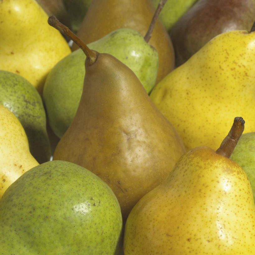 无人,横图,俯视,室内,特写,白天,梨,水果,一堆,许多,阴影,堆叠,堆积,新鲜,反射,影子,生食,食品,果实,食物,香梨,有机食品,绿色食品,堆,生梨,彩图,高角度拍摄