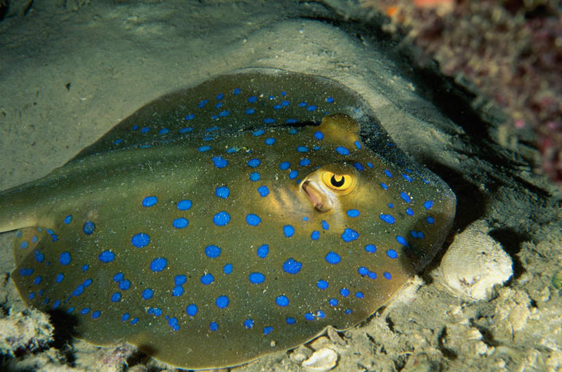 海鲜,无人,横图,室外,白天,正面,海底,水下,海浪,海洋,石头,美景,一条,鱼,石子,斑点,景观,浪花,水底,注视,水产,鱼类,海洋生物,蓝色,自然,海水,观察,看,景色,海底世界,观看,察看,关注,自然风光,水生动物,海产品,水生物,海景,海底动物,魟鱼,魔鬼鱼,蝠鲼,大海,风浪,海,海床,海水的波动,近岸浪,石块,岩石,涌浪,半身,彩图