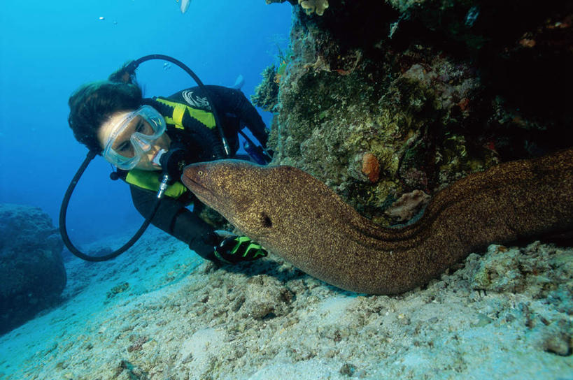 游泳,西方人,一个人,横图,室外,白天,正面,锻炼,运动,海底,水下,海浪,海洋,美景,野生动物,欧洲,欧洲人,仅一个男性,仅一个人,仅一个中年男性,一条,服装,爬行动物,蛇,潜水镜,泳镜,景观,浪花,水底,注视,衣服,自然,海水,动物,观察,看,蛙鞋,海蛇,景色,海底世界,潜水服,潜水,服饰,观看,脚蹼,呼吸管,察看,衣着,穿着,关注,自然风光,冷血动物,潜水装备,凶猛,脊椎动物,长虫,海景,面镜,浮潜,潜水运动,衣饰,残暴,体育,凶残,男人,男性,中年男性,白种人,大海,风浪,海,海床,海水的波动,近岸浪,涌浪,半身,彩图,健身,湿式潜水服,冷血