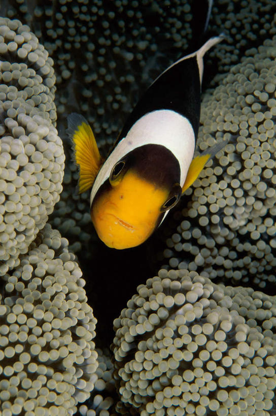 游泳,无人,竖图,室外,白天,正面,海底,水下,海浪,海洋,美景,海葵,一条,鱼,景观,浪花,水底,注视,小丑鱼,鱼类,海洋生物,无脊椎动物,自然,海水,观察,看,景色,海底世界,观看,腔肠动物,察看,关注,自然风光,海葵鱼,海景,泅水,三带双锯鱼,双锯鱼,拍浮,大海,风浪,海,海床,海水的波动,近岸浪,涌浪,彩图,全身