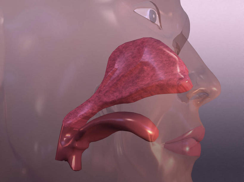 西方人,内脏,气管,动脉,静脉,一个人,无人,横图,插画,室内,白天,正面,数码,科技,静物,欧洲,欧洲人,仅一个男性,仅一个人,阴影,紫色背景,网络,医学,高光,几何,计算机图形,系统,合成,图画,画,仅一个年轻男性,模型,人体,电脑合成图,数码合成图,生物学,人体器官,器官,合成图,呼吸,漫画,生理学,写实,具体,具象,呼吸系统,自然科学,博物学,男人,男性,年轻男性,白种人,咽喉,半身,彩图,吐故纳新,气体交换