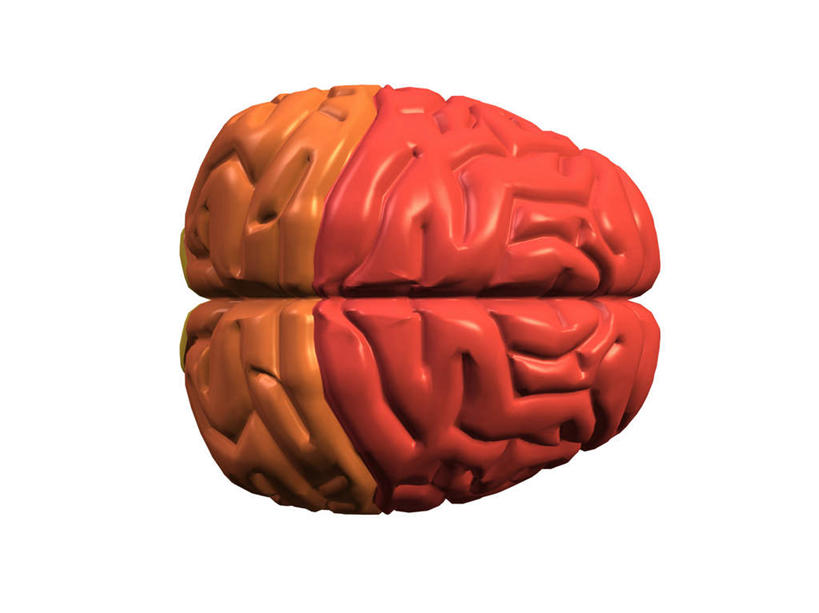 无人,横图,插画,室内,特写,白天,白色背景,正面,数码,科技,大脑,阴影,网络,高光,几何,计算机图形,合成,图画,画,一个,单个,电脑合成图,数码合成图,器官,合成图,沟壑,漫画,小脑,脑干,写实,具体,具象,大脑皮层,端脑,沟,灰质,回,间脑,彩图