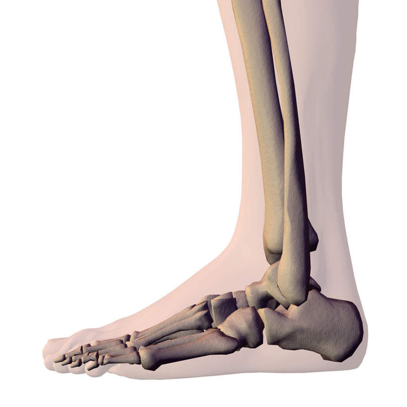 西方人,腿部,骨骼,腿,一个人,无人,方图,插画,室内,特写,白天,白色背景,正面,数码,科技,欧洲,欧洲人,仅一个男性,仅一个人,阴影,网络,骨头,高光,几何,计算机图形,合成,图画,画,仅一个年轻男性,电脑合成图,数码合成图,骨架,合成图,漫画,写实,具体,具象,髌骨,腓骨,跗骨,股骨,胫骨,趾骨,蹠骨,男人,男性,年轻男性,白种人,半身,彩图