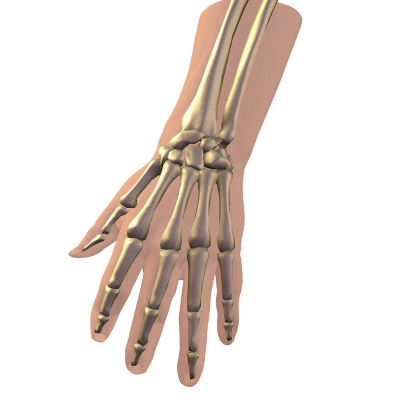 西方人,手,骨骼,一个人,无人,方图,插画,室内,特写,白天,正面,数码,科技,欧洲,欧洲人,仅一个男性,仅一个人,阴影,网络,骨头,高光,几何,计算机图形,合成,图画,画,仅一个年轻男性,手部,单手,电脑合成图,数码合成图,骨架,合成图,漫画,写实,具体,具象,尺骨,肱骨,桡骨,腕骨,掌骨,指骨,男人,男性,年轻男性,白种人,半身,彩图