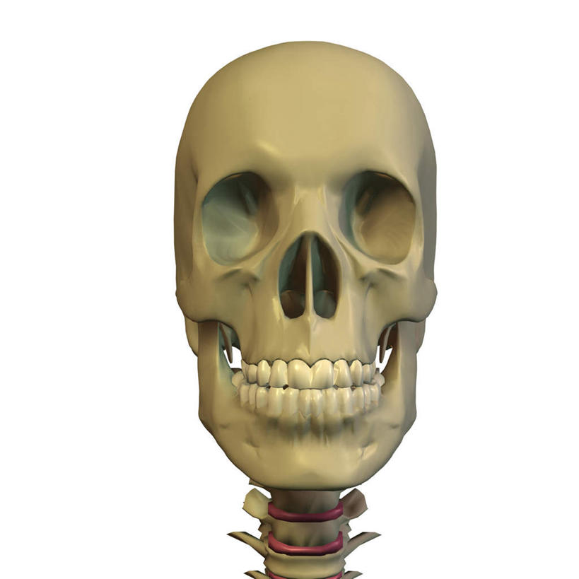 颅骨,骨骼,无人,方图,插画,室内,特写,白天,白色背景,正面,数码,科技,阴影,网络,骷髅,骨头,高光,几何,计算机图形,合成,图画,画,电脑合成图,数码合成图,骨架,合成图,漫画,写实,具体,具象,鼻骨,顶骨,额骨,颈椎,颞骨,下颌骨,颧骨,头盖骨,彩图