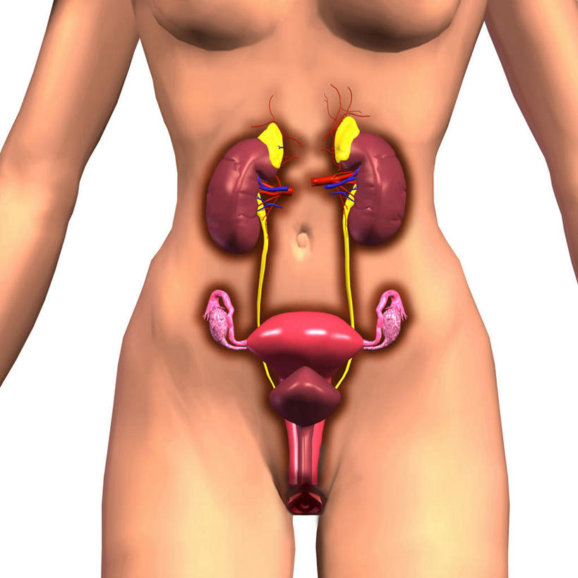 内脏,动脉,静脉,卵巢,子宫,阴道,无人,站,方图,插画,室内,白天,白色背景,正面,数码,科技,静物,阴影,网络,医学,高光,几何,计算机图形,合成,图画,裸露,画,模型,站着,人体,电脑合成图,数码合成图,生物学,人体器官,器官,合成图,裸,漫画,输卵管,生理学,写实,具体,具象,胞宫,雌性生殖器官,第六脏器,女子胞,站立,半身,彩图,生殖器官