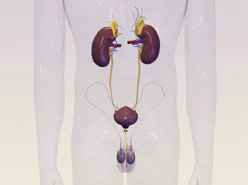 内脏,心脏,肾脏,动脉,静脉,膀胱,尿道,一个人,无人,横图,插画,室内,白天,白色背景,正面,数码,科技,静物,仅一个男性,仅一个人,仅一个中年男性,阴影,网络,高光,几何,计算机图形,合成,图画,画,模型,人体,电脑合成图,数码合成图,生物学,器官,合成图,漫画,泌尿系统,输尿管,心血管,心房,心室,生理学,写实,具体,具象,排泄,男人,男性,中年男性,心,半身,彩图,代谢