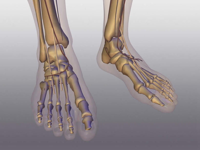 腿部,脚,脚趾,脚趾甲,骨骼,腿,无人,横图,插画,室内,特写,白天,正面,数码,科技,阴影,灰色背景,网络,骨头,高光,几何,计算机图形,合成,图画,画,电脑合成图,数码合成图,骨架,合成图,漫画,写实,具体,具象,跗骨,趾骨,蹠骨,脚指甲,彩图