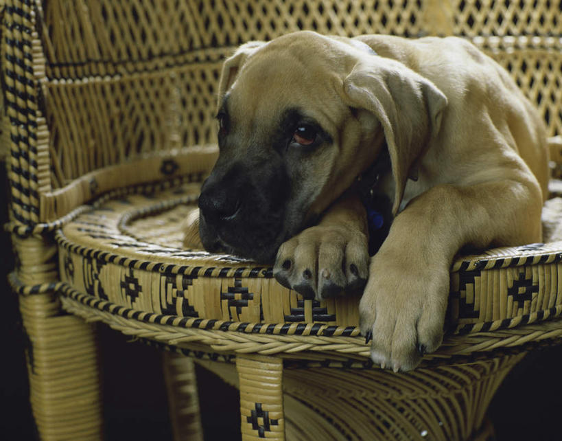 无人,横图,室内,白天,正面,宠物,狗,椅子,木椅,注视,一只,动物,观察,看,趴着,可爱,观看,察看,关注,大丹狗,忠诚,大丹犬,德国獒狗,德国藏獒,德国獒犬,犬,趴,彩图,全身