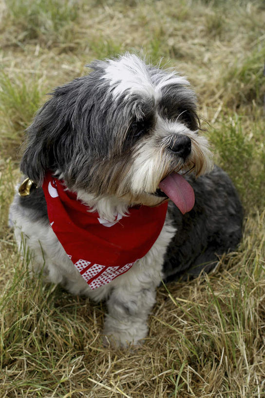 无人,坐,竖图,俯视,室外,白天,草地,草坪,植物,宠物,狗,装饰,头巾,梗犬,雪纳瑞,注视,吐舌头,草,一只,绿色,动物,观察,看,伸舌头,张嘴,吐舌,可爱,观看,华丽,修饰,点缀,察看,关注,雪纳瑞犬,张大嘴巴,髯犬,忠诚,衬托,美观,雅致,雅观,雪纳瑞狗,张开嘴,犬,坐着,彩图,高角度拍摄,全身