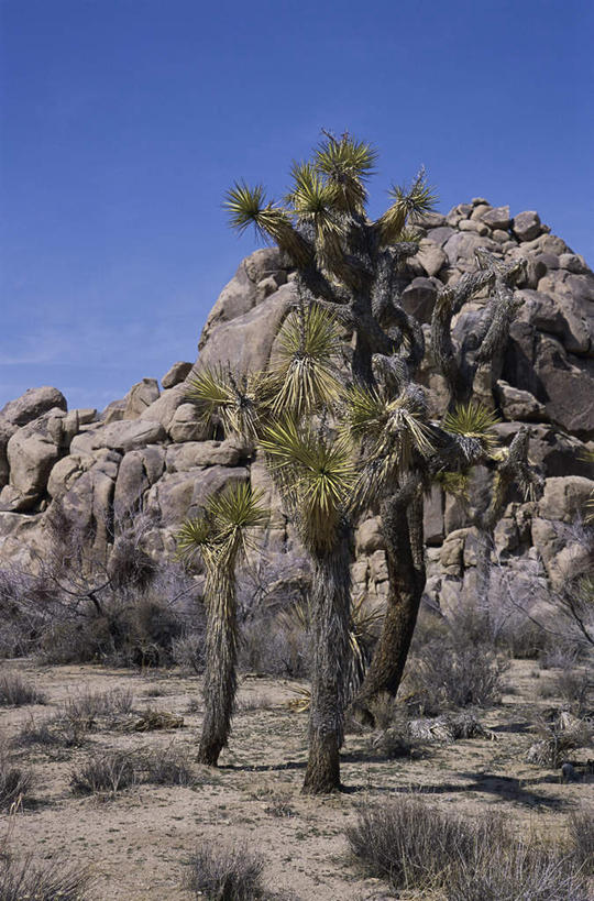 无人,公园,竖图,室外,白天,正面,旅游,度假,石头,美景,山,山脉,植物,棕榈树,叶子,美国,石子,景观,山峰,云,云朵,绿叶,山峦,云彩,娱乐,树,树木,蓝色,绿色,白云,蓝天,天空,自然,群山,天,享受,休闲,嫩叶,景色,放松,生长,晴朗,成长,北美,北美洲,国家公园,加利福尼亚,自然风光,美洲,棕榈叶,加州,加利福尼亚州,金州,黄金州,北亚美利加洲,亚美利加洲,约书亚树国家公园,叶,叶片,石块,岩石,晴空,彩图