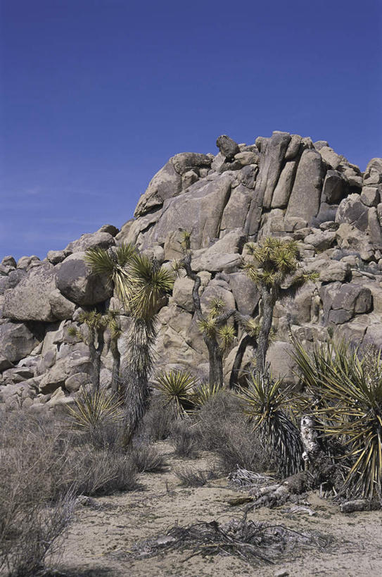 无人,公园,竖图,室外,白天,正面,旅游,度假,石头,美景,山,山脉,植物,棕榈树,叶子,美国,石子,景观,山峰,云,云朵,绿叶,山峦,云彩,娱乐,树,树木,蓝色,绿色,白云,蓝天,天空,自然,群山,天,享受,休闲,嫩叶,景色,放松,生长,晴朗,成长,北美,北美洲,国家公园,加利福尼亚,自然风光,美洲,棕榈叶,加州,加利福尼亚州,金州,黄金州,北亚美利加洲,亚美利加洲,约书亚树国家公园,叶,叶片,石块,岩石,晴空,彩图