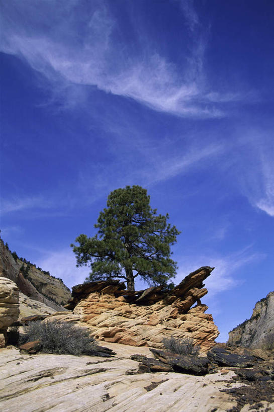 无人,公园,竖图,室外,白天,仰视,旅游,度假,石头,美景,山,山脉,植物,美国,阴影,光线,石子,影子,景观,山峰,云,云朵,山峦,云彩,娱乐,树,树木,蓝色,绿色,白云,蓝天,天空,阳光,自然,群山,天,享受,休闲,景色,放松,生长,晴朗,成长,北美,北美洲,犹他州,自然风光,美洲,北亚美利加洲,亚美利加洲,犹他,蜂窝之州,蜂房州,锡安国家公园,宰恩国家公园,石块,岩石,晴空,彩图,低角度拍摄