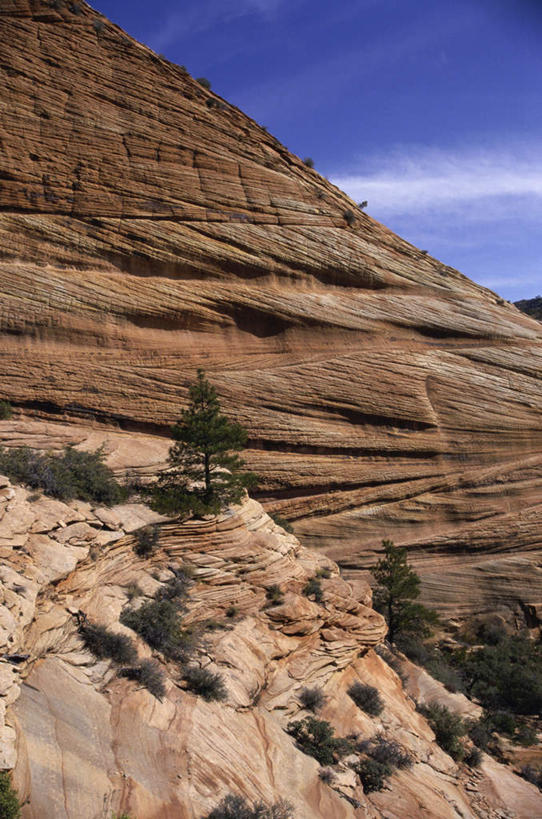 无人,公园,竖图,室外,白天,仰视,旅游,度假,石头,美景,山,山脉,植物,美国,阴影,光线,石子,影子,景观,山峰,云,云朵,山峦,云彩,娱乐,树,树木,蓝色,绿色,白云,蓝天,天空,阳光,自然,群山,天,享受,休闲,景色,放松,生长,晴朗,成长,北美,北美洲,犹他州,自然风光,美洲,北亚美利加洲,亚美利加洲,犹他,蜂窝之州,蜂房州,锡安国家公园,宰恩国家公园,石块,岩石,晴空,彩图,低角度拍摄