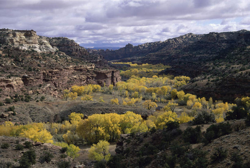 无人,横图,俯视,航拍,室外,白天,旅游,度假,石头,美景,山,山脉,树林,植物,美国,石子,景观,山峰,云,云朵,山峦,云彩,娱乐,树,树木,蓝色,绿色,白云,蓝天,天空,自然,群山,天,享受,休闲,景色,放松,生长,晴朗,成长,北美,北美洲,犹他州,鸟瞰,自然风光,美洲,北亚美利加洲,亚美利加洲,犹他,蜂窝之州,蜂房州,大阶梯国家纪念碑,大楼梯国家纪念碑,石块,岩石,晴空,彩图,高角度拍摄