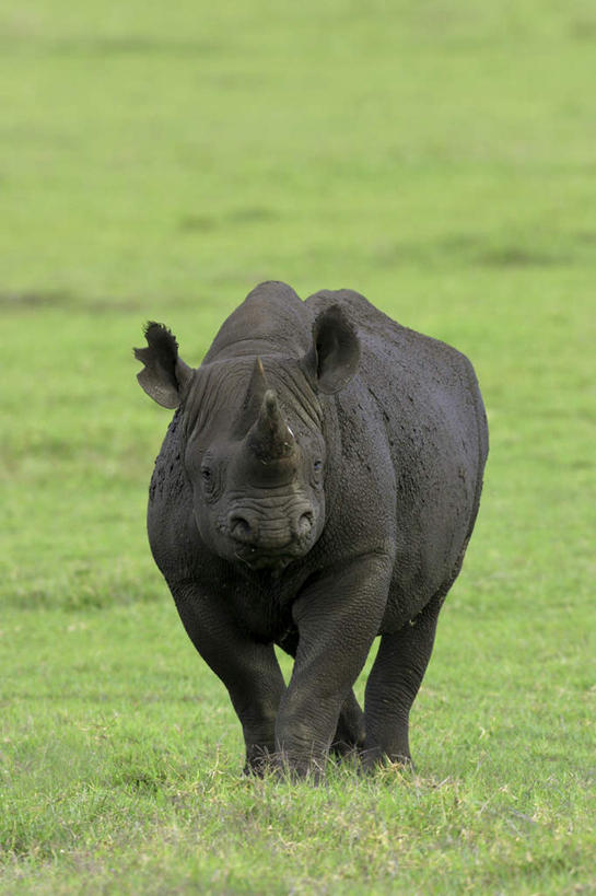 无人,站,竖图,室外,白天,正面,草地,草原,美景,植物,野生动物,景观,旷野,注视,草,一只,绿色,自然,动物,观察,看,站着,景色,观看,察看,关注,自然风光,原野,凶猛,黑犀,黑犀牛,残暴,凶残,犀牛,站立,彩图,全身