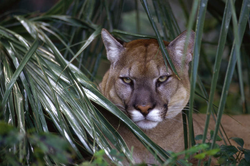 无人,坐,横图,室外,白天,正面,美景,树林,植物,哺乳动物,野生动物,狮子,景观,注视,树,树木,一只,绿色,自然,动物,观察,看,景色,遮,遮掩,生长,成长,观看,察看,掩盖,遮挡,关注,自然风光,凶猛,遮盖,美洲狮,掩饰,山狮,残暴,凶残,坐着,半身,彩图