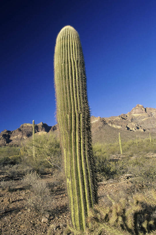 无人,竖图,室外,白天,正面,旅游,度假,美景,植物,仙人掌,美国,阴影,光线,火焰,影子,景观,草药,娱乐,中药,蓝色,蓝天,天空,阳光,自然,天,享受,休闲,景色,放松,晴朗,亚利桑那,北美,北美洲,自然风光,美洲,药材,中草药,亚利桑那州,中药材,本草,万里无云,大峡谷之州,牛舌头,北亚美利加洲,亚美利加洲,保护区,野生动物保护区,国家野生动物保护区,晴空,晴空万里,玉芙蓉,仙巴掌,火掌,霸王树,彩图,卡韦萨普列塔国家野生动物保护区