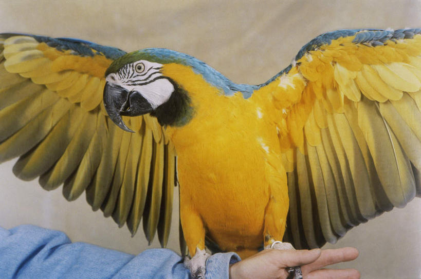 西方人,手,一个人,举,横图,室外,特写,白天,正面,鸟,鹦鹉,欧洲,欧洲人,仅一个男性,仅一个人,伸展,张开,展翅,阴影,服装,反射,翅膀,鸟类,影子,休闲装,仅一个年轻男性,一只,衣服,动物,托,休闲,手部,休闲服,可爱,服饰,活泼,单手,金刚鹦鹉,张开翅膀,观赏鸟,黄蓝金刚鹦鹉,蓝黄金刚鹦鹉,展开翅膀,男人,男性,年轻男性,白种人,举起,举手,举着,向上举,向上伸,向上托,半身,彩图,琉璃金刚鹦鹉