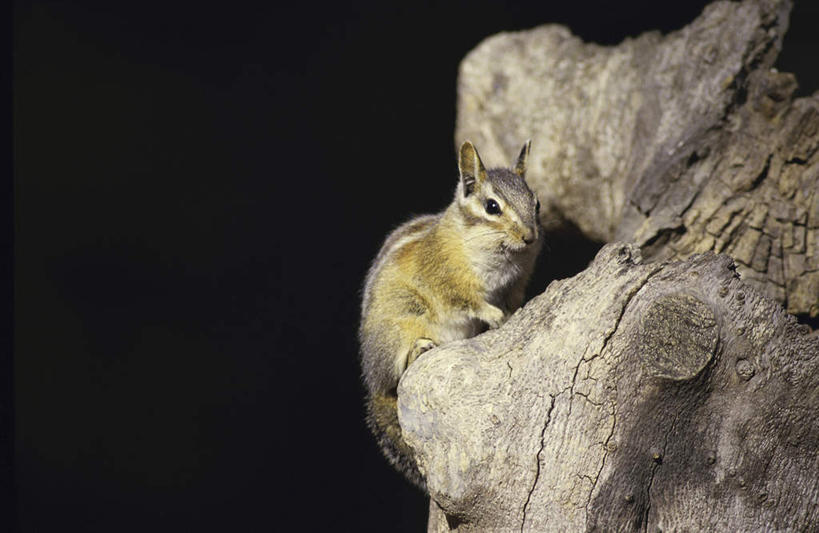 无人,站,横图,室外,夜晚,正面,美景,野生动物,黑色背景,景观,树桩,注视,树,树干,一只,自然,动物,松鼠,观察,看,站着,木桩,景色,可爱,活泼,观看,察看,关注,自然风光,地松鼠,站立,彩图,全身