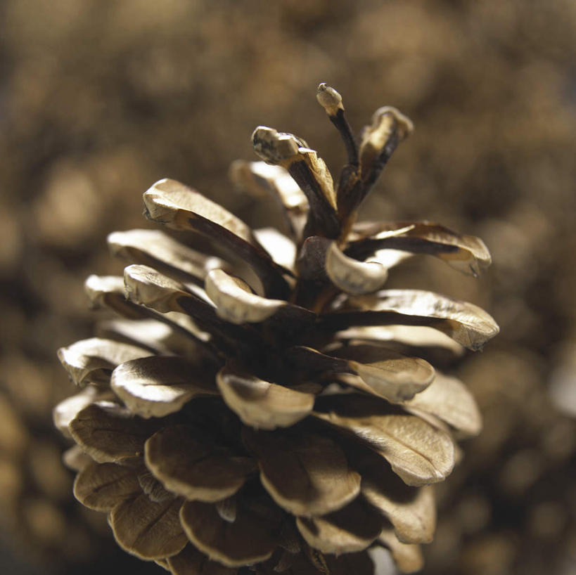 无人,横图,俯视,室外,特写,白天,美景,阴影,朦胧,模糊,光线,影子,景观,坚果,果实,松果,一个,阳光,自然,干果,景色,单个,松塔,自然风光,彩图,高角度拍摄