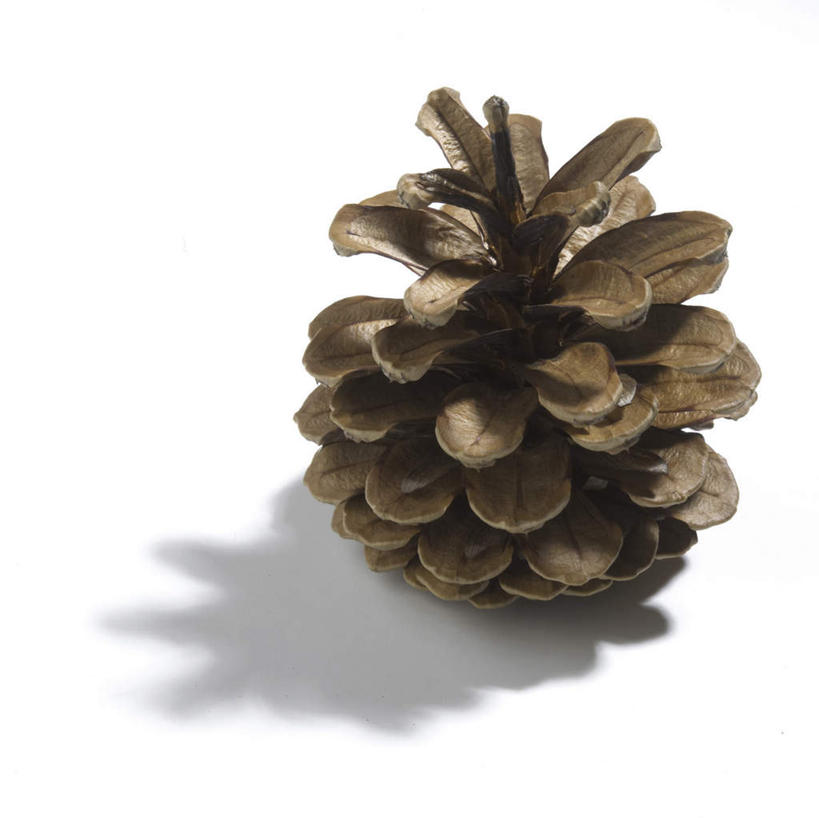 无人,横图,俯视,室内,特写,白天,白色背景,阴影,反射,影子,坚果,果实,松果,一个,干果,摄影,影棚,单个,松塔,彩图,高角度拍摄,影棚拍摄,拍摄