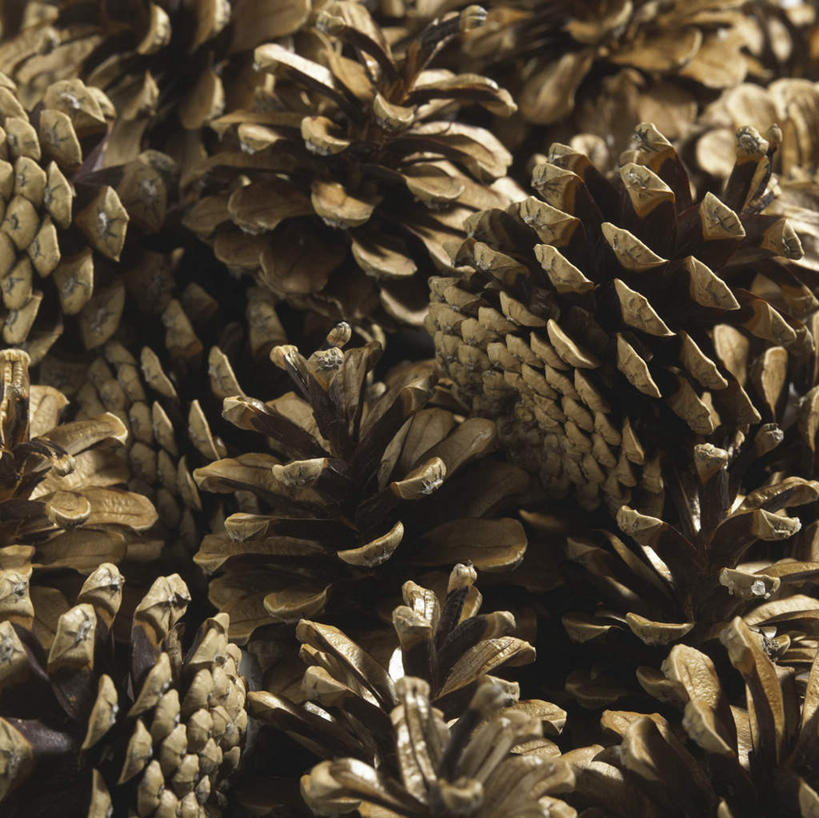 无人,横图,俯视,室外,特写,白天,美景,一堆,许多,阴影,堆叠,堆积,反射,影子,景观,坚果,果实,松果,自然,干果,景色,堆,松塔,自然风光,彩图,高角度拍摄