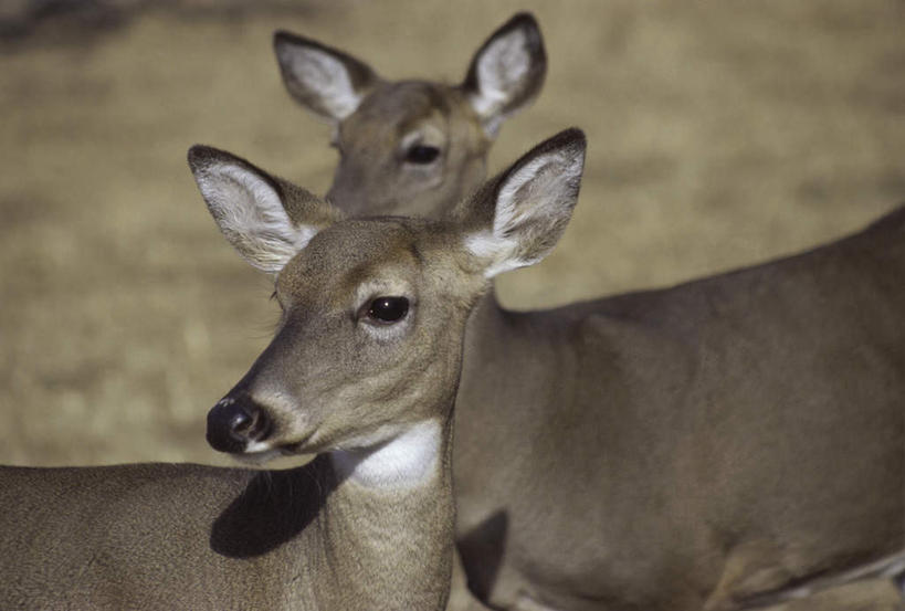 无人,站,横图,室外,白天,正面,美景,植物,哺乳动物,鹿,野生动物,阴影,枯萎,朦胧,模糊,光线,影子,景观,枯草,注视,草,黄色,阳光,自然,动物,观察,看,站着,两只,景色,可爱,活泼,观看,察看,关注,自然风光,白尾鹿,维基尼亚鹿,维吉尼亚鹿,站立,半身,彩图