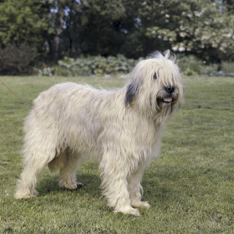 无人,站,横图,室外,白天,侧面,草地,草坪,美景,植物,棕榈树,宠物,狗,叶子,阴影,光线,影子,景观,绿叶,注视,草,树,树木,一只,绿色,阳光,自然,动物,观察,看,站着,嫩叶,景色,可爱,生长,牧羊犬,成长,观看,察看,关注,自然风光,棕榈叶,忠诚,古代牧羊犬,古牧,截尾犬,英国古代牧羊犬,叶,叶片,犬,站立,彩图,全身