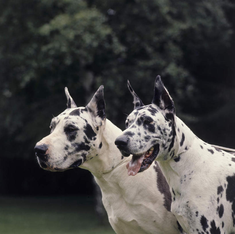 无人,站,横图,室外,白天,侧面,草地,草坪,美景,植物,棕榈树,宠物,狗,叶子,阴影,朦胧,模糊,光线,影子,景观,绿叶,注视,草,树,树木,绿色,阳光,自然,动物,观察,看,站着,张嘴,两只,嫩叶,景色,可爱,生长,成长,观看,察看,关注,自然风光,张大嘴巴,棕榈叶,大丹狗,忠诚,大丹犬,德国獒狗,德国藏獒,德国獒犬,舌头,叶,叶片,张开嘴,犬,站立,半身,彩图