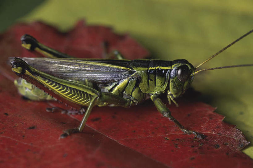 无人,站,横图,室外,特写,白天,侧面,美景,叶子,阴影,朦胧,模糊,光线,昆虫,蚱蜢,影子,景观,绿叶,注视,一只,阳光,自然,动物,观察,看,站着,嫩叶,景色,观看,察看,关注,自然风光,扁旦勾,害虫,叶,叶片,站立,彩图,全身