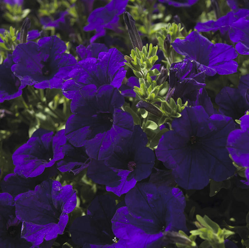 无人,横图,室外,特写,白天,正面,爱情,花海,花圃,美景,植物,喇叭花,叶子,许多,阴影,盛开,光线,影子,景观,绿叶,花蕾,花,花瓣,花朵,花卉,鲜花,绿色,紫色,阳光,自然,花丛,花束,花田,花苞,花蕊,嫩叶,景色,虚幻,自然风光,矮牵牛花,永恒,牵牛,牵牛子,勤娘子,碧冬茄,朝颜花,灵芝牡丹,冷静,牵牛花,叶,叶片,彩图