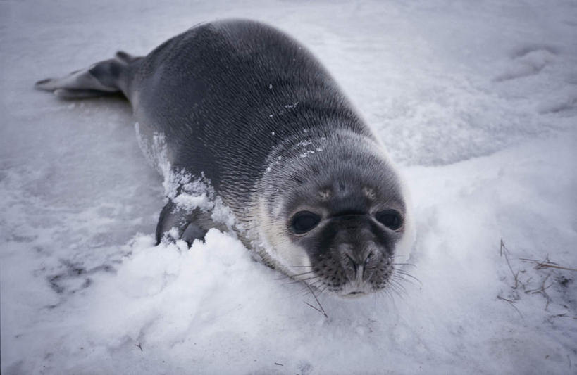 无人,横图,室外,白天,正面,美景,雪,大雪,哺乳动物,海豹,野生动物,幼小,阴影,朦胧,模糊,光线,影子,积雪,景观,雪景,冬季,冬天,注视,一只,阳光,自然,动物,观察,看,景色,寒冷,可爱,活泼,观看,察看,关注,自然风光,严寒,彩图,全身
