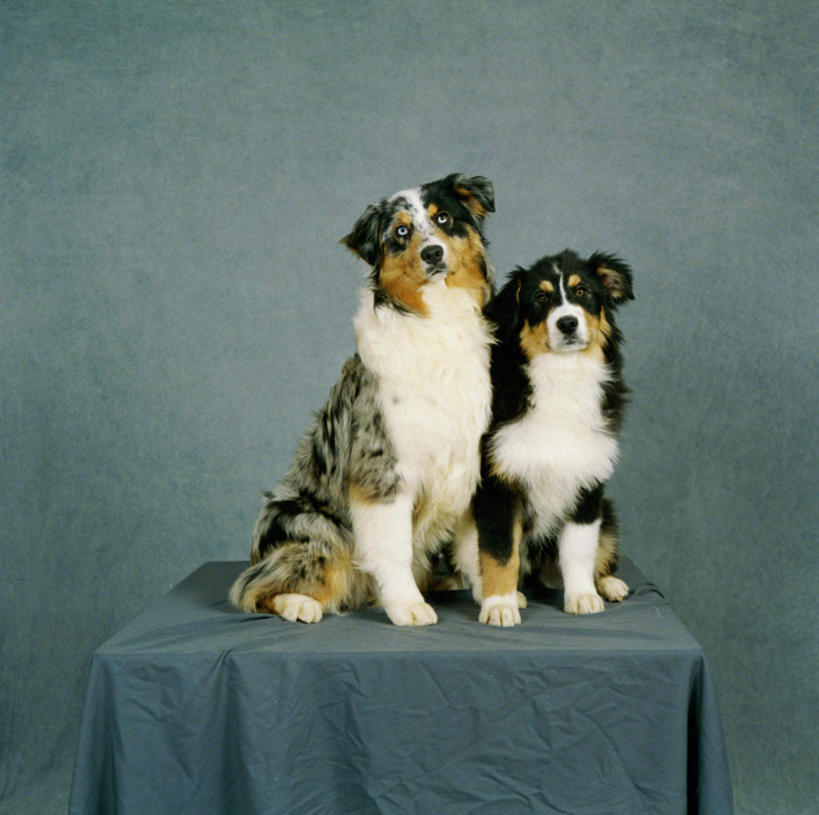 无人,坐,横图,室内,白天,正面,桌子,宠物,狗,阴影,反射,布料,影子,布纹,注视,桌布,动物,餐巾,台布,观察,看,两只,可爱,摄影,影棚,牧羊犬,观看,察看,关注,边境牧羊犬,忠诚,边境柯利牧羊犬,博德牧羊犬,犬,坐着,彩图,全身,影棚拍摄,拍摄