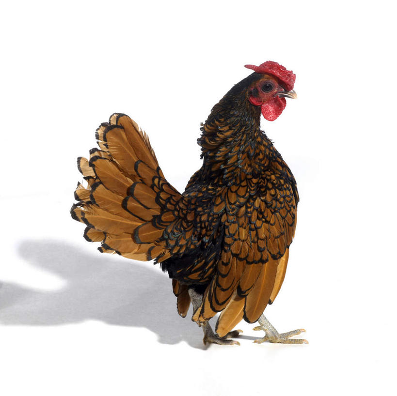 无人,站,横图,室内,白天,白色背景,侧面,鸡,羽毛,阴影,轻盈,柔软,反射,影子,注视,家禽,一只,动物,观察,看,站着,摄影,牲畜,影棚,观看,察看,关注,轻柔,矮脚鸡,招财鸡,站立,彩图,全身,影棚拍摄,拍摄
