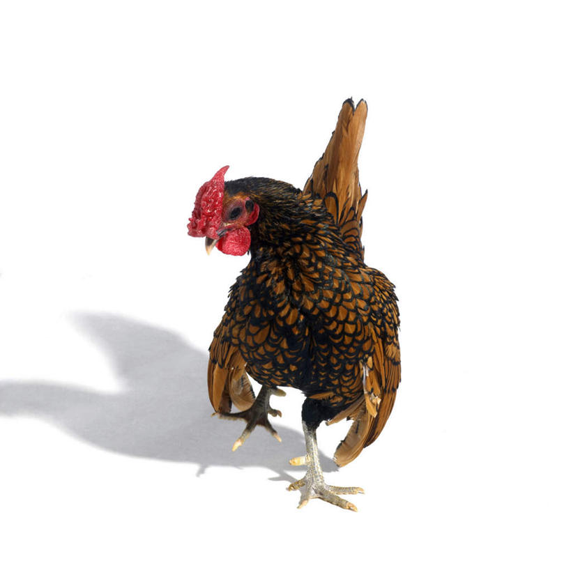 无人,站,横图,室内,白天,白色背景,正面,鸡,羽毛,阴影,轻盈,柔软,反射,影子,扭头,注视,家禽,一只,动物,观察,看,站着,转头,摄影,牲畜,影棚,观看,察看,关注,轻柔,矮脚鸡,招财鸡,站立,彩图,全身,影棚拍摄,拍摄