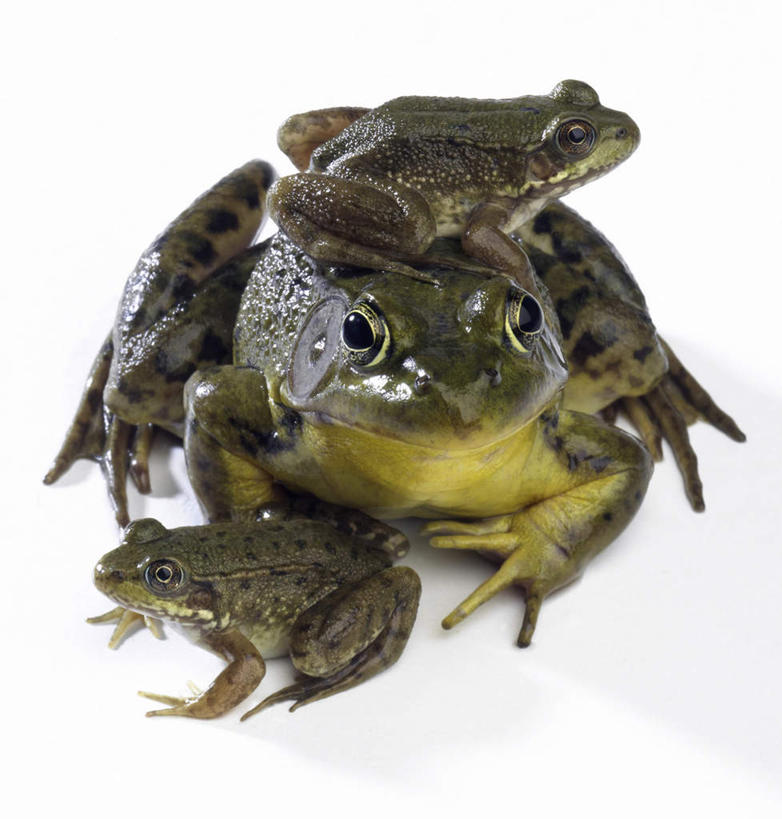 无人,站,竖图,俯视,室内,白天,白色背景,蟾蜍,野生动物,三只,阴影,反射,影子,注视,动物,观察,看,站着,摄影,活泼,影棚,观看,察看,关注,蟾,癞蛤蟆,蛤蟆,站立,彩图,高角度拍摄,全身,影棚拍摄,拍摄