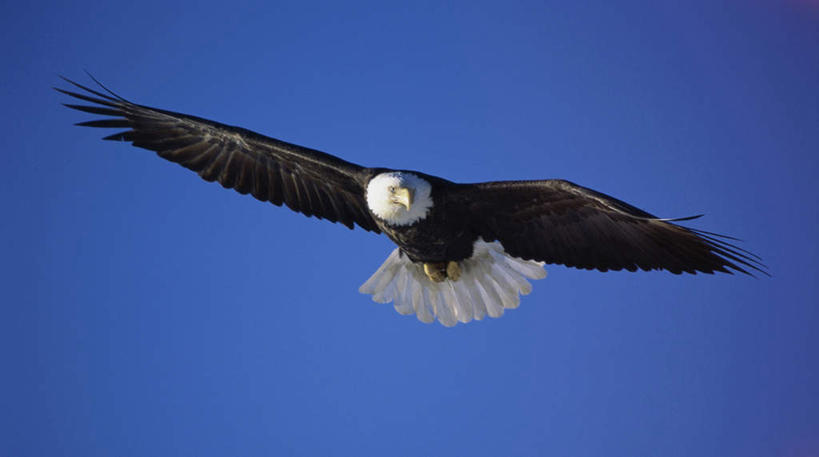 无人,横图,室外,白天,仰视,美景,鸟,野生动物,飞翔,伸展,张开,展翅,阴影,飞行,光线,翅膀,鸟类,影子,景观,翱翔,飞,一只,蓝色,蓝天,天空,阳光,自然,动物,天,景色,晴朗,自然风光,白头鹰,凶猛,张开翅膀,万里无云,海雕,白头海雕,美洲雕,展开翅膀,残暴,凶残,晴空,晴空万里,彩图,低角度拍摄,全身