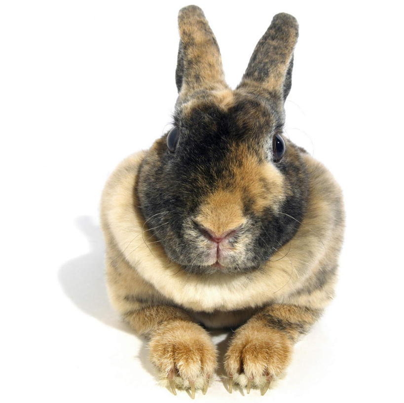 无人,横图,室内,白天,白色背景,正面,哺乳动物,阴影,反射,兔子,影子,注视,一只,动物,观察,看,趴着,摄影,影棚,观看,兔,察看,关注,趴,彩图,全身,影棚拍摄,拍摄